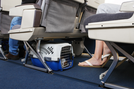 Delta Airlines Pet Travel Policy